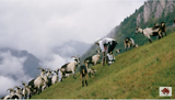 Thomas Thwaites - The man who tried to live as a GOAT, living as part of a herd in the Swiss Alps